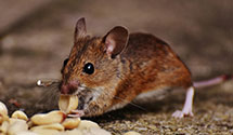 24 Hour & Emergency Exterminators in Lockwood, OH